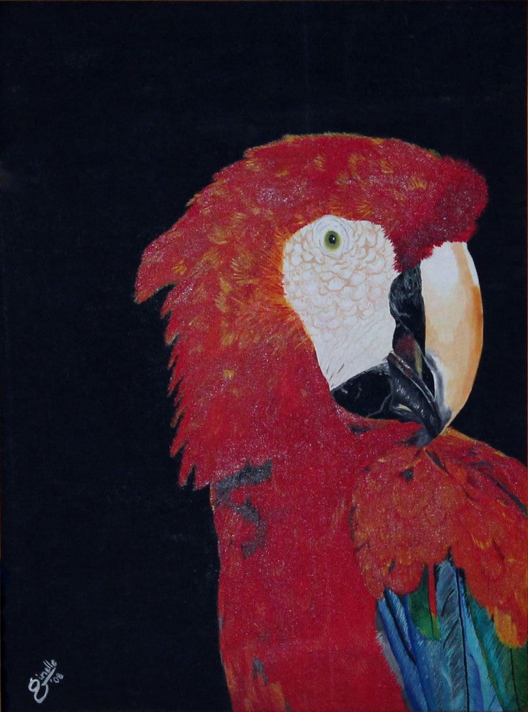 Macaw