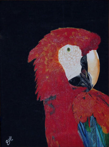 Macaw